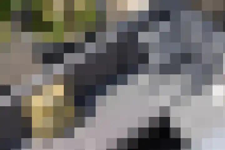 Amethiststraat 11 Rotterdam thumbnail 30