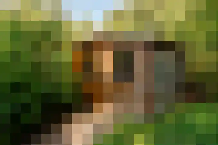 Ammonslaantje 17 Wassenaar thumbnail 30