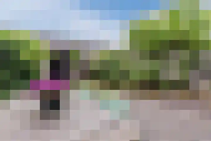 Amrum 8 Zaandam thumbnail 20