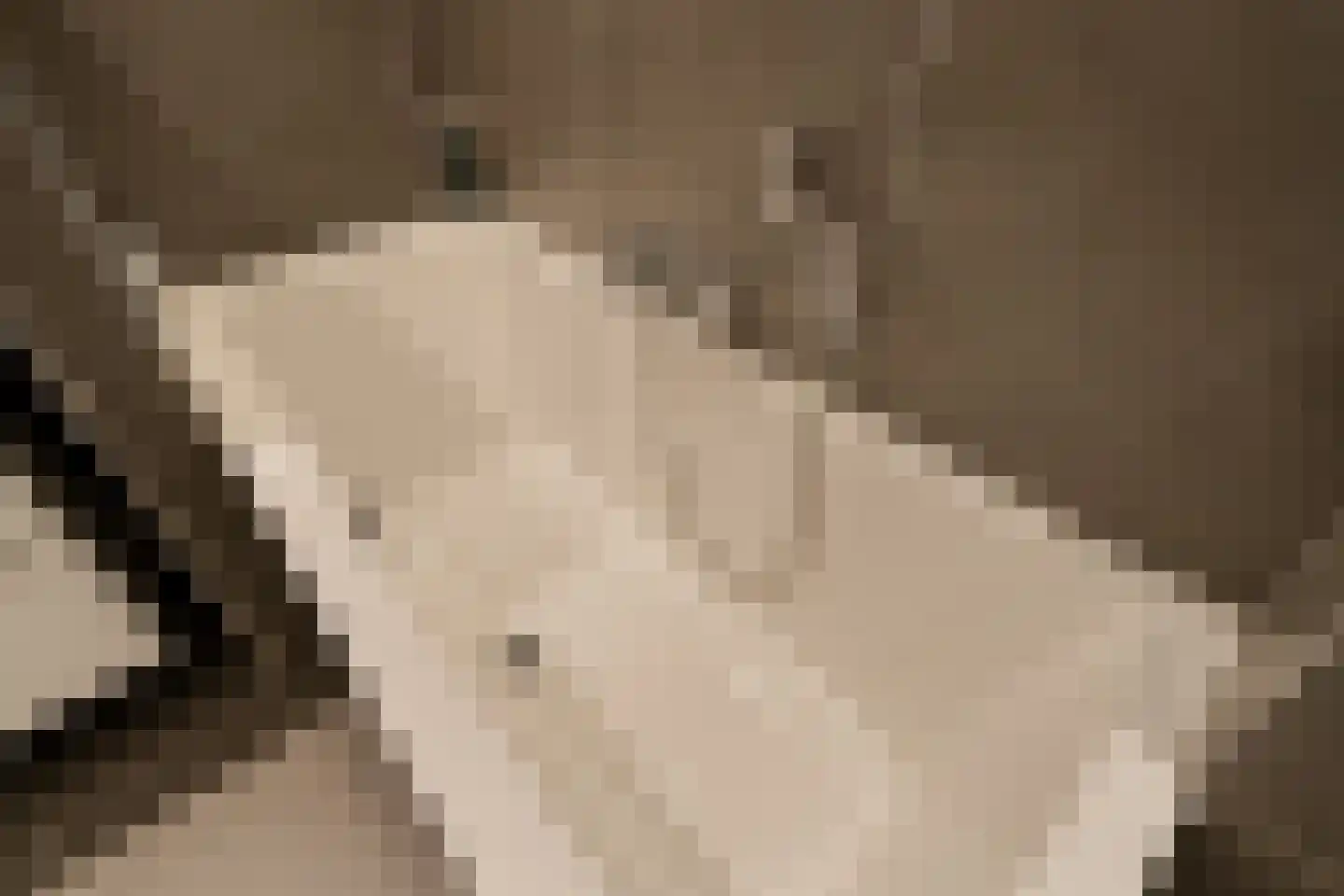 Andoorn 1 Rotterdam thumbnail 26