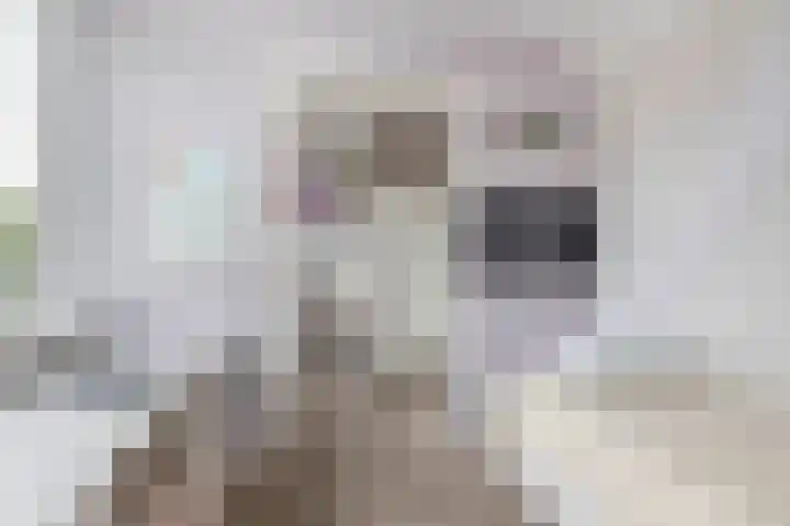 Andoorn 15 Rotterdam thumbnail 34