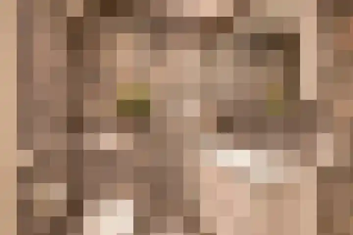 Andoorn 15 Rotterdam thumbnail 37
