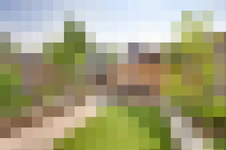 Andoorn 27 Kampen thumbnail 25