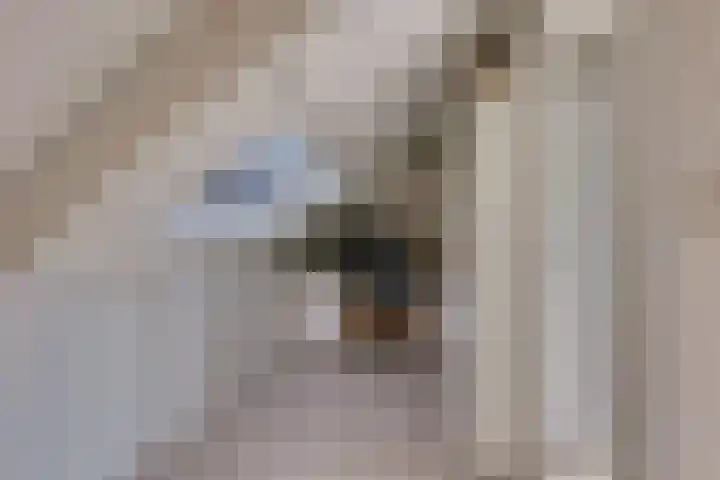 Andoorn 27 Kampen thumbnail 45