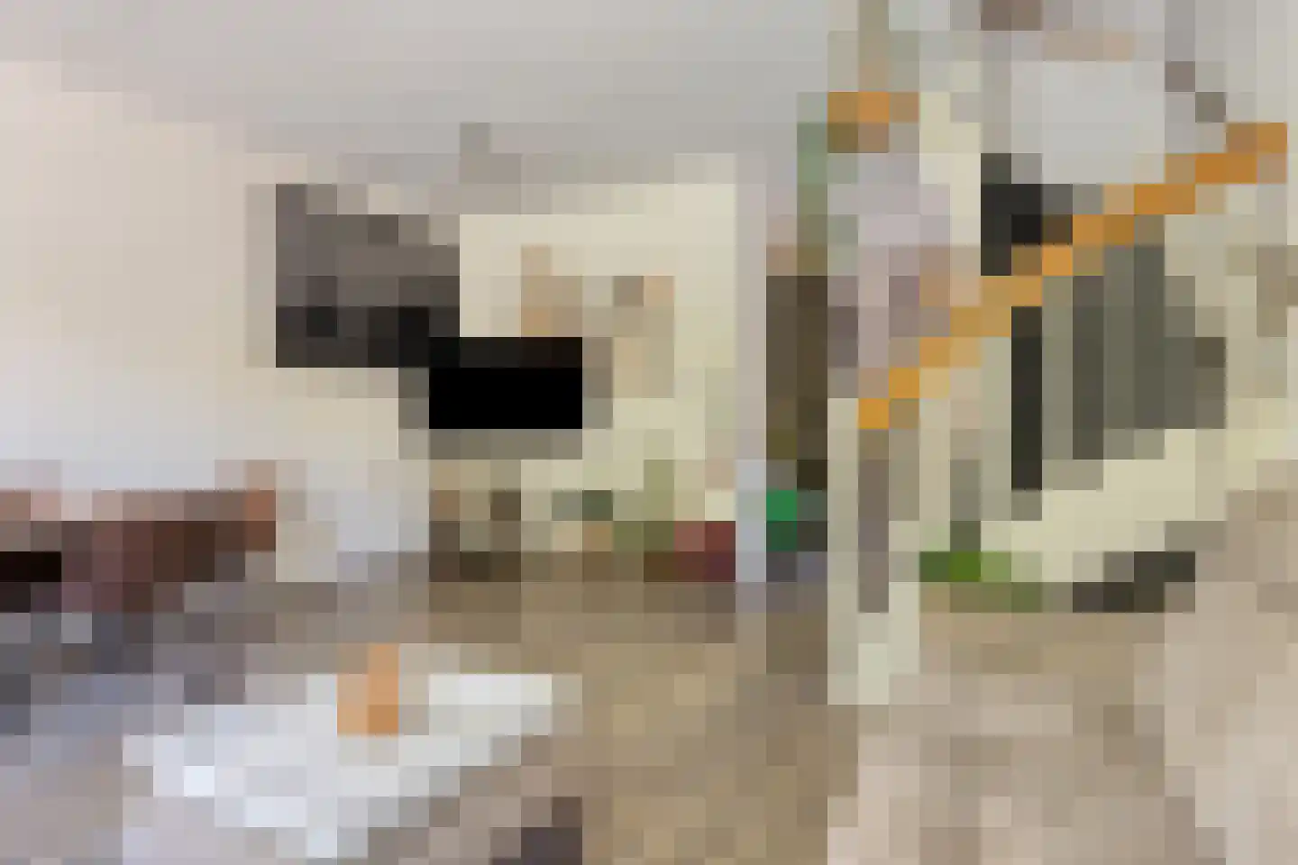 Andoorn 27 Rotterdam thumbnail 7