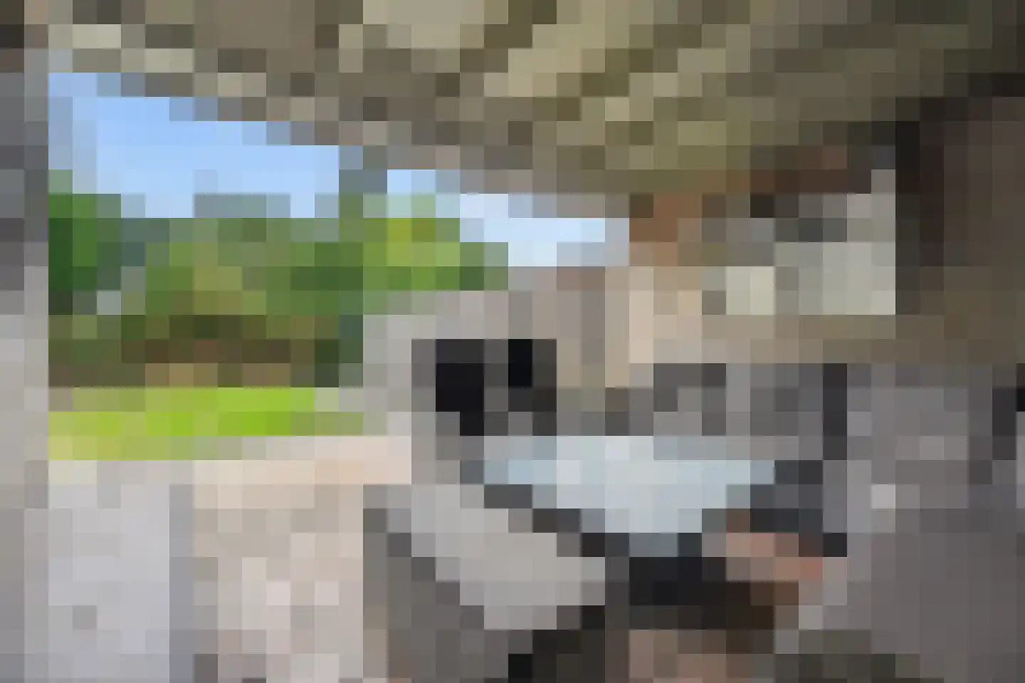 Andoorn 32 Klazienaveen thumbnail 36