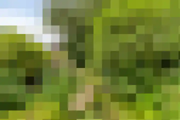 Andoorn 35 Oldenzaal thumbnail 27