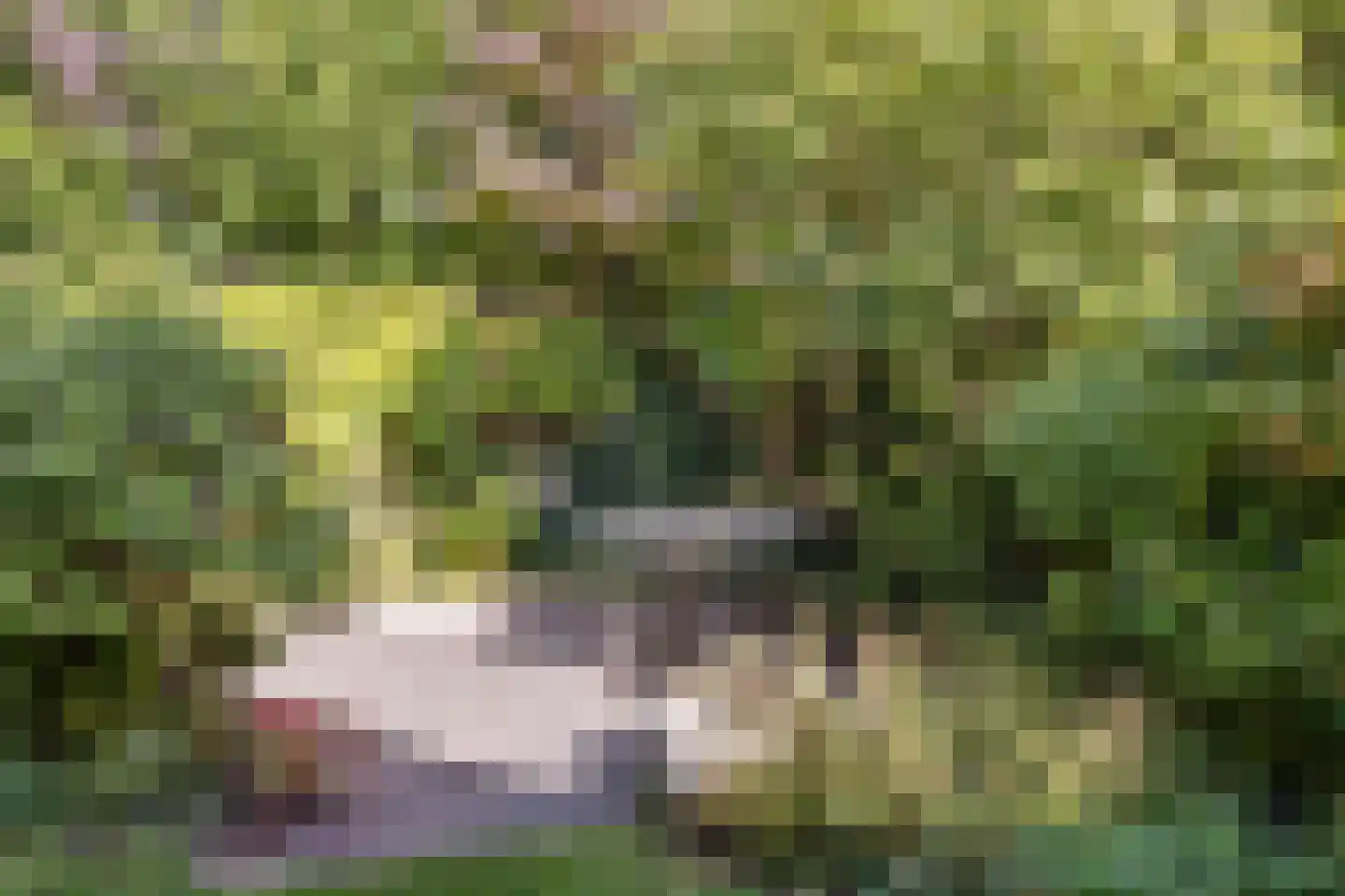 Andoorn 63 Oldenzaal thumbnail 33
