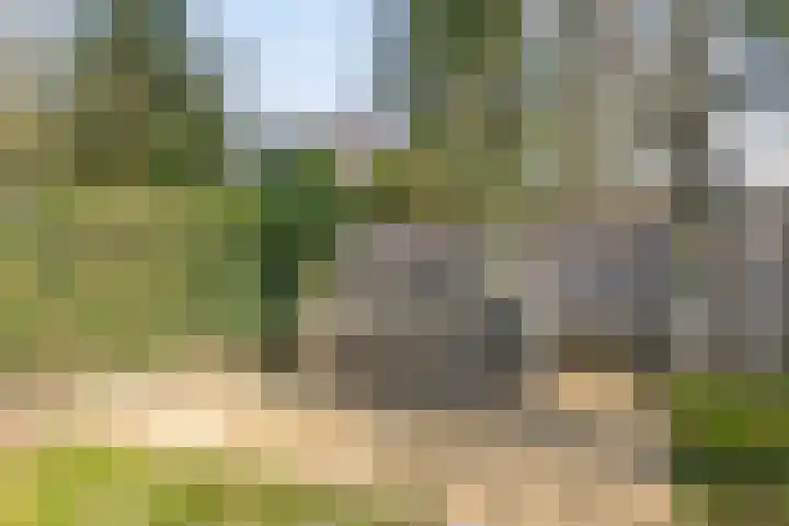 Andoorn 72 Oldenzaal thumbnail 31