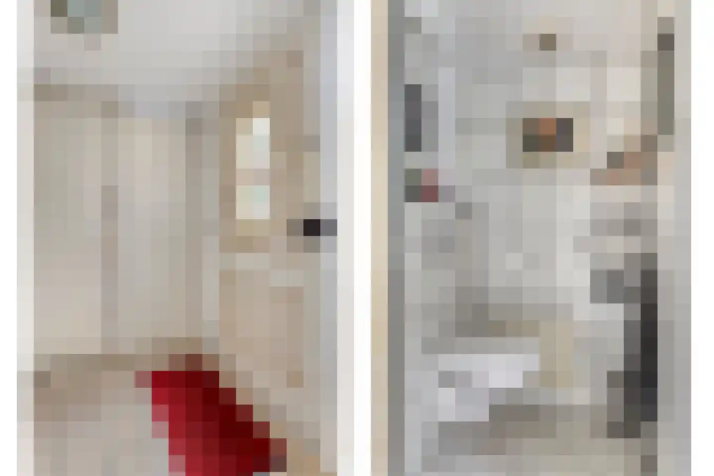 Andoorn 8 Rotterdam thumbnail 8
