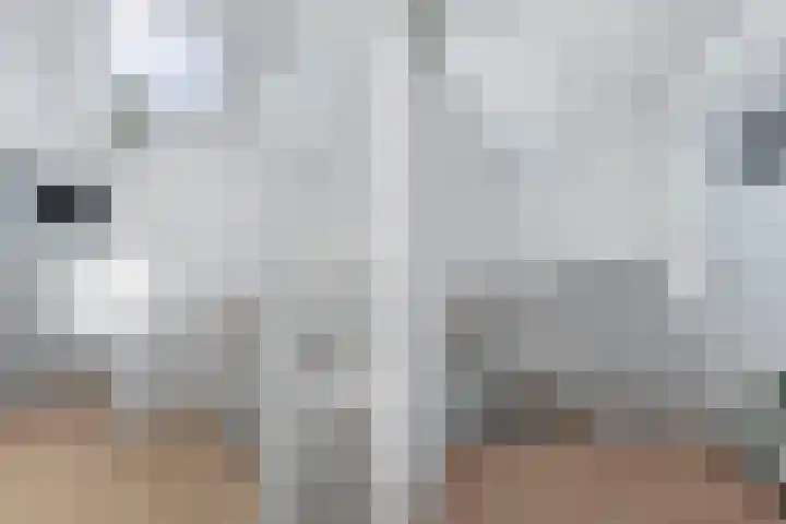 Andries Joustrastrjitte 7 Easterein thumbnail 19