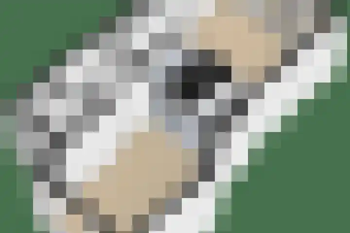 Andries Schotkade 5 Leiden thumbnail 57