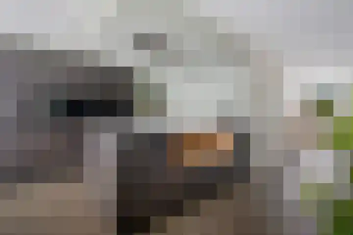 Andrieserf 16 Schoonebeek thumbnail 23