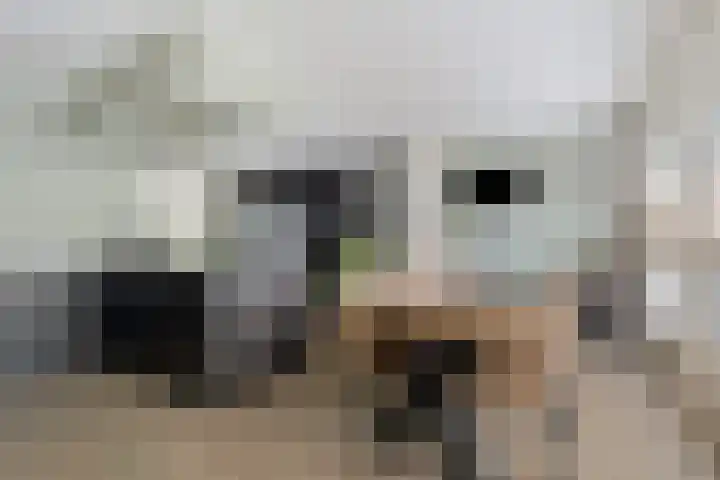 Andrieserf 16 Schoonebeek thumbnail 24