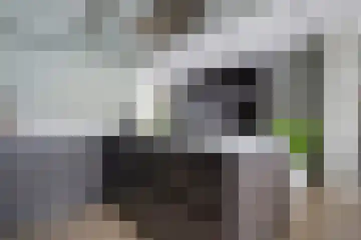 Andrieserf 16 Schoonebeek thumbnail 26