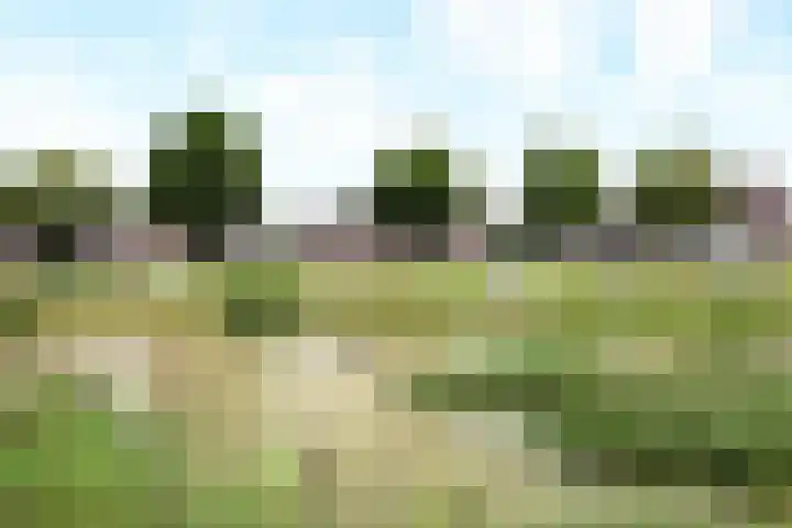 Andrieserf 16 Schoonebeek thumbnail 49