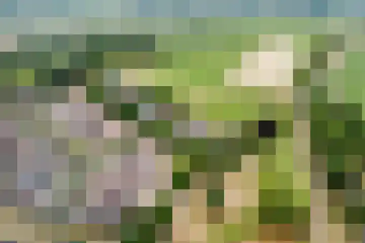 Andrieserf 16 Schoonebeek thumbnail 50