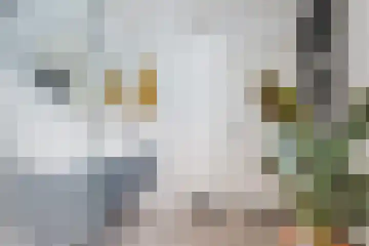 Anemonestraat 14 Eindhoven thumbnail 29