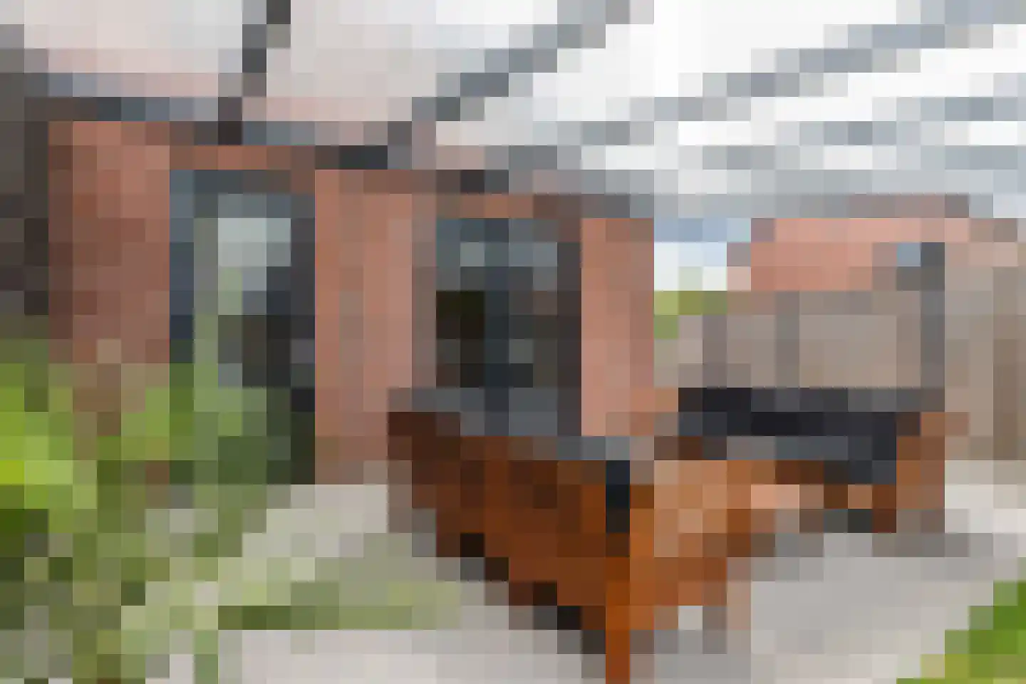 Anemoon 19 Ens thumbnail 43
