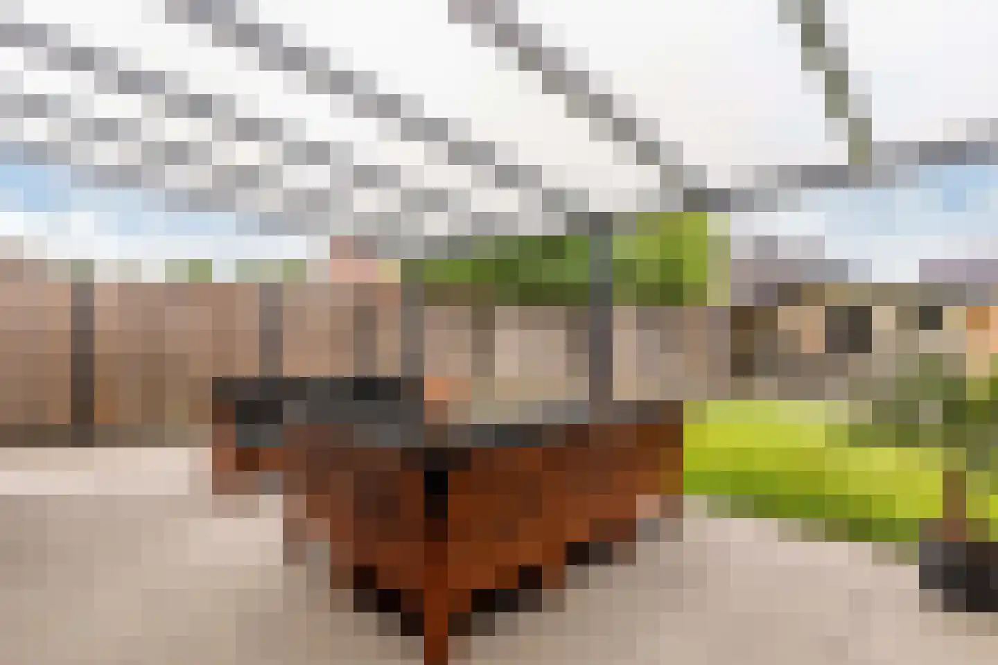 Anemoon 19 Ens thumbnail 44