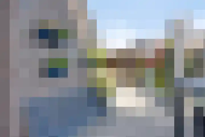 Anemoon 21 De Lier thumbnail 33