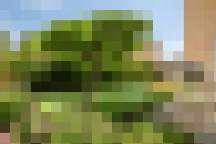 Anemoon 30 Krimpen aan den IJssel thumbnail 26
