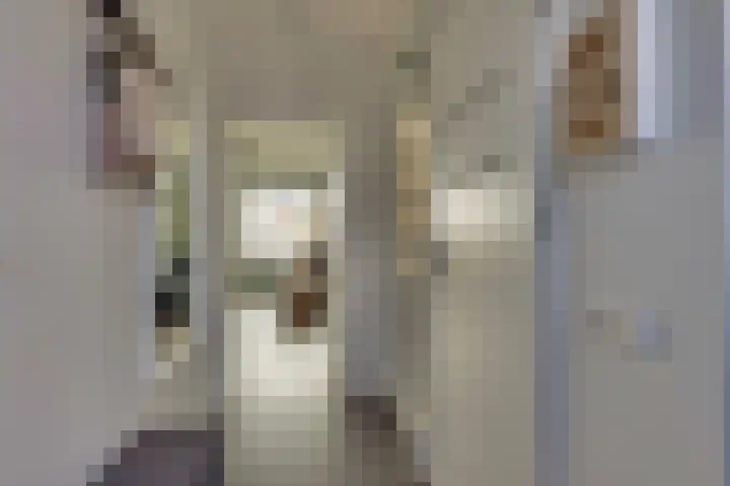 Anemoon 31 Ens thumbnail 14