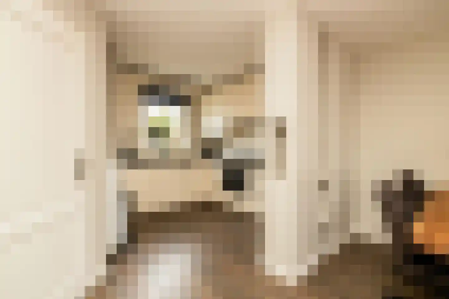 Anemoon 7 Brandwijk thumbnail 24