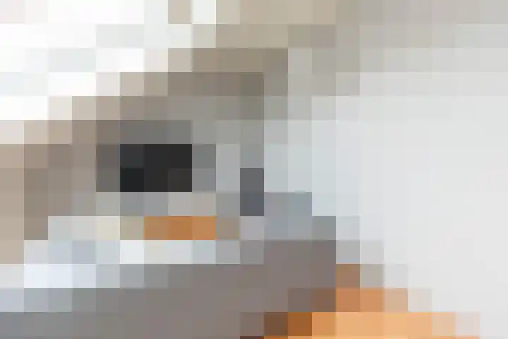 Anemoonhof 14 Papendrecht thumbnail 35