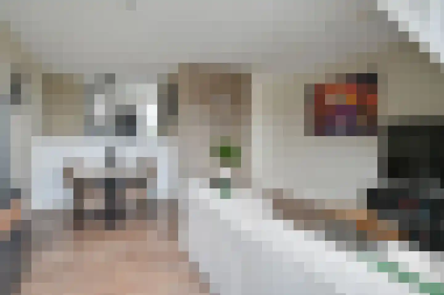 Anemoonlaan 19 De Kwakel thumbnail 6