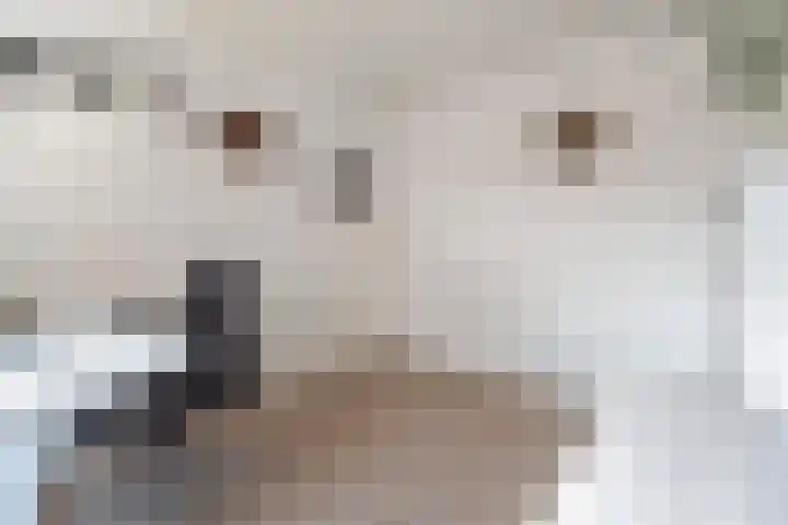 Anemoonstraat 16 Koog aan de Zaan thumbnail 20
