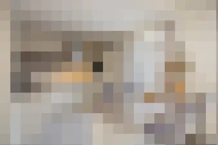 Anemoonstraat 3 Ittervoort thumbnail 14