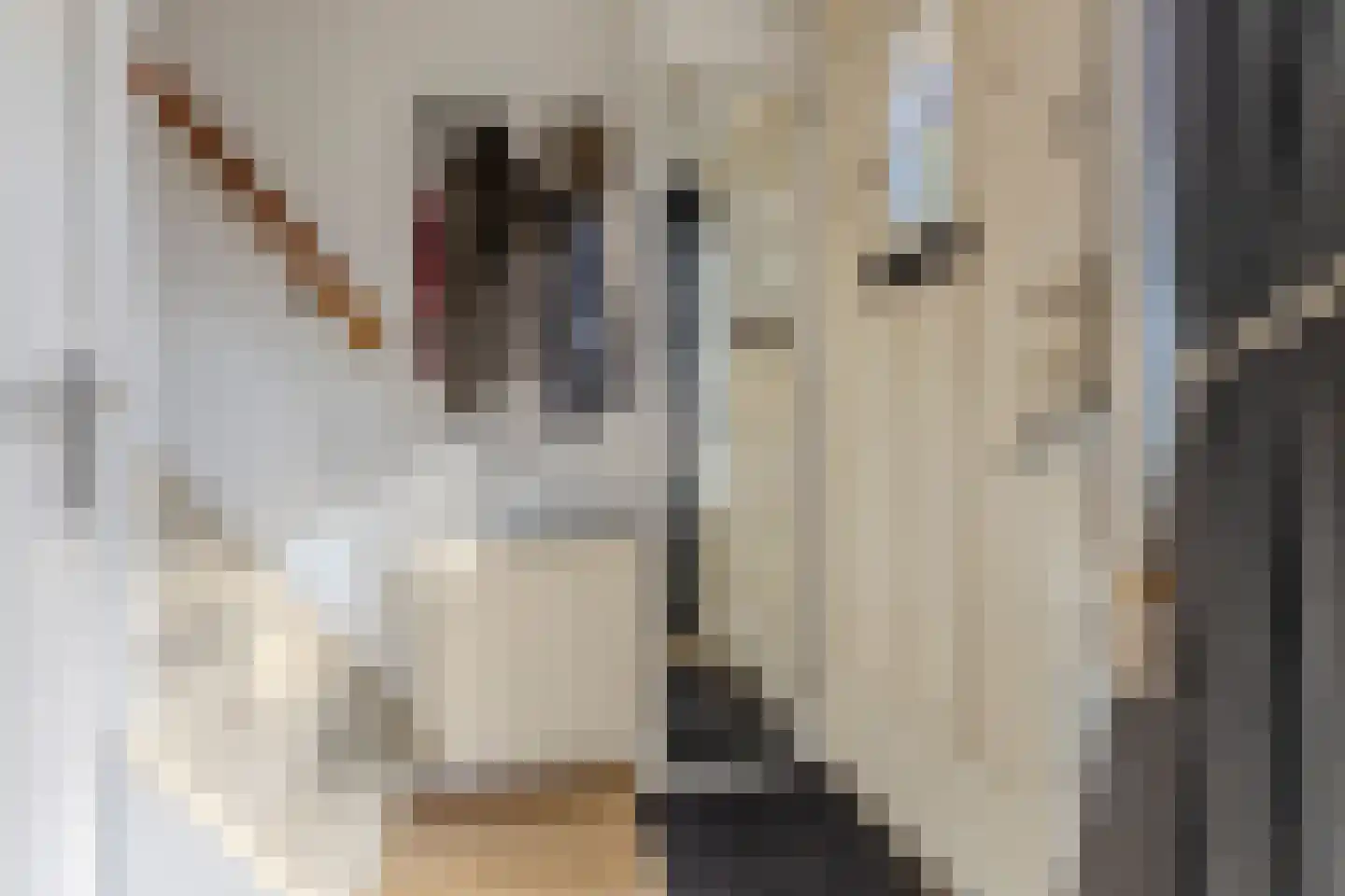 Anemoonstraat 39 Koog aan de Zaan thumbnail 16