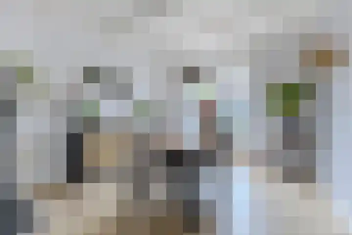 Anemoonstraat 50 Koog aan de Zaan thumbnail 7