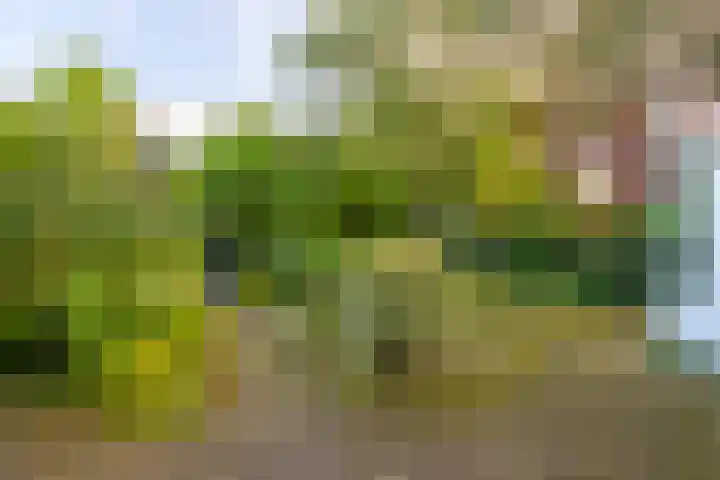 Anemoonstraat 6 Nieuwendijk thumbnail 57