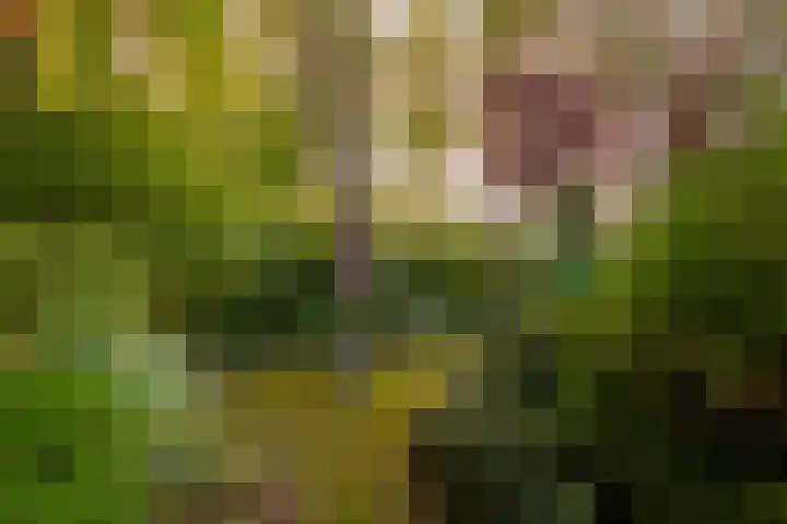 Anemoonstraat 6 Nieuwendijk thumbnail 59