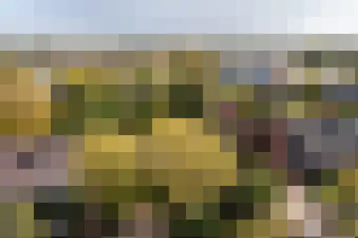 Anemoonstraat 6 Nieuwendijk thumbnail 62
