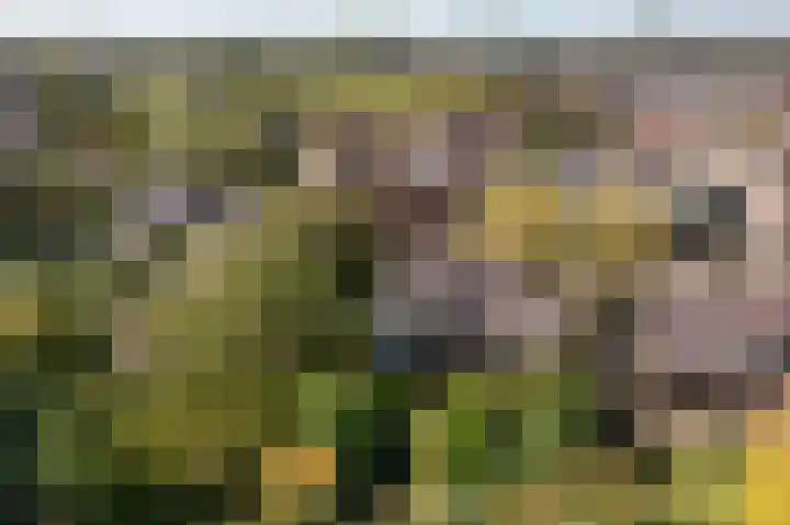 Anemoonstraat 6 Nieuwendijk thumbnail 66