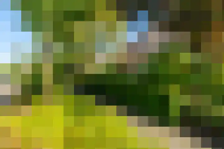 Anemoonstraat 6 Nieuwendijk thumbnail 9