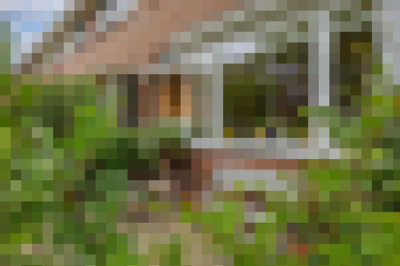 Anemoonstraat 73 Koog aan de Zaan thumbnail 4