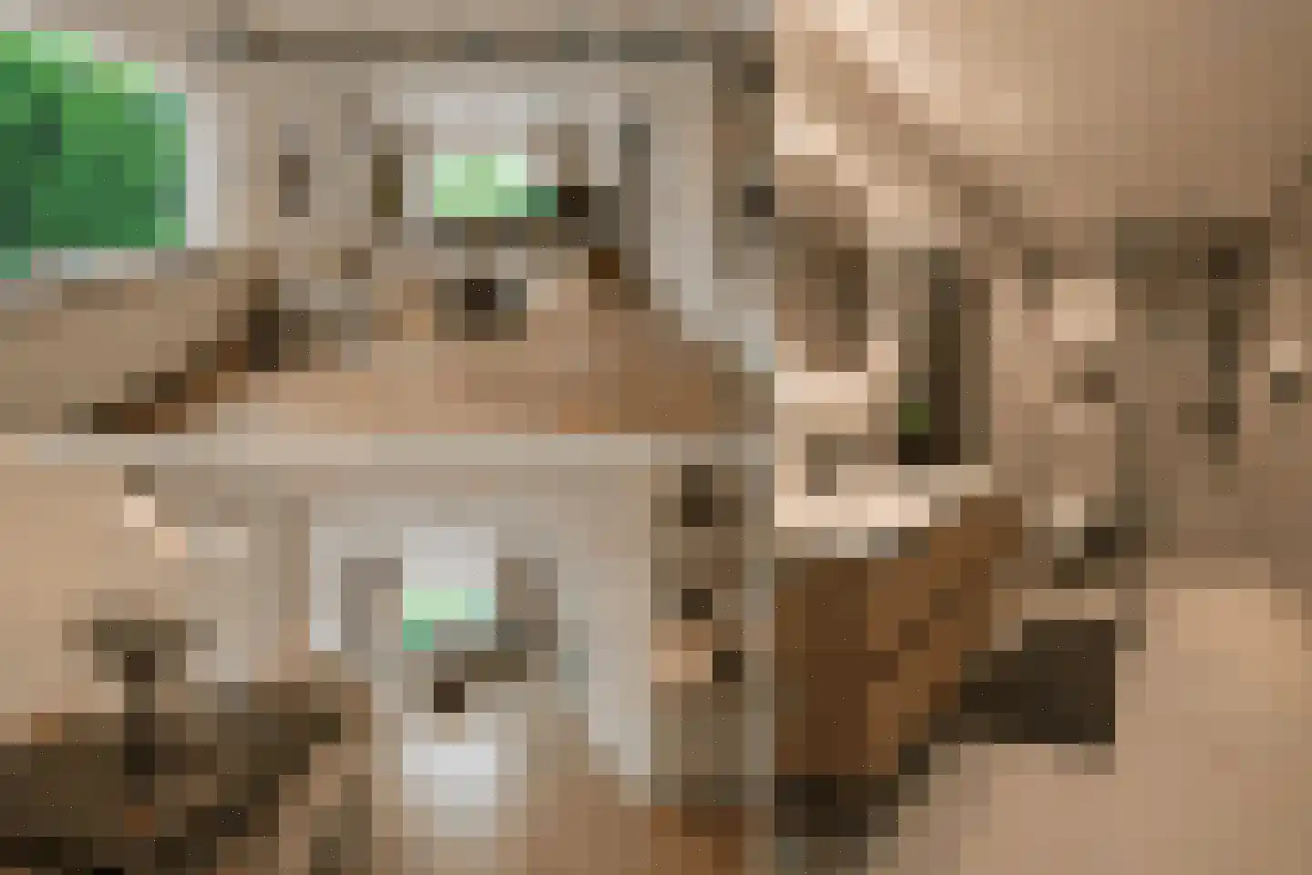 Anemoonweg 11 Paterswolde thumbnail 15
