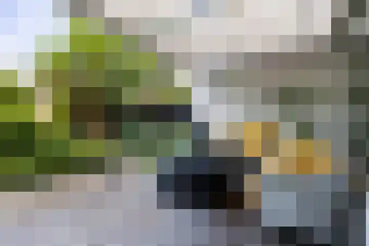 Anemoonzoom 6 Leiderdorp thumbnail 37