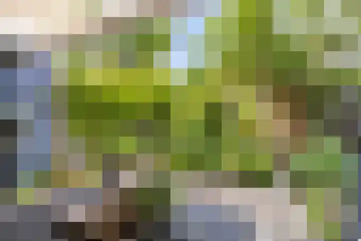 Anemoonzoom 6 Leiderdorp thumbnail 38