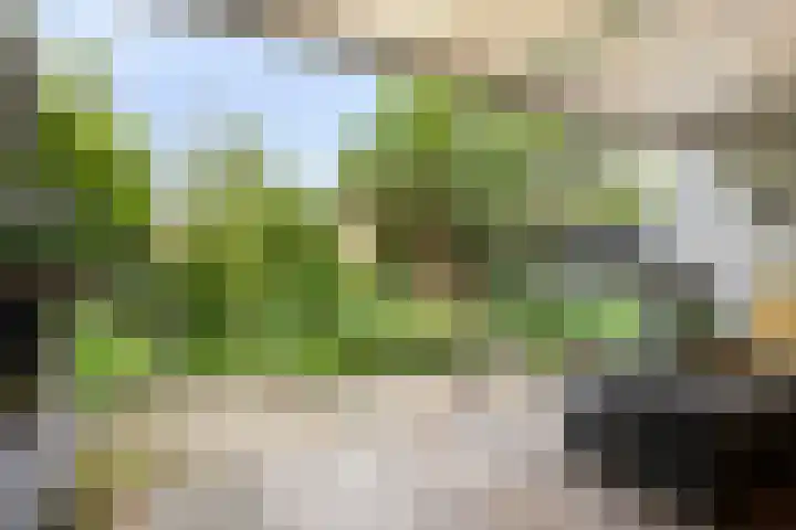 Anemoonzoom 6 Leiderdorp thumbnail 4