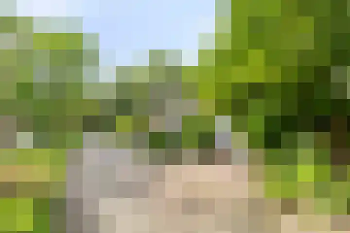 Anemoonzoom 6 Leiderdorp thumbnail 8