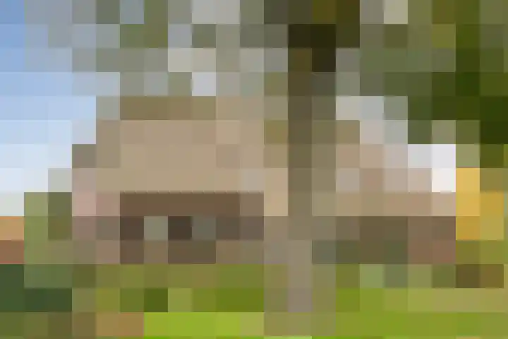 Anerveenseweg 11 Ane thumbnail 12