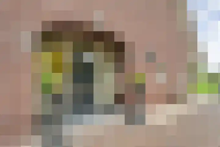 Anerveenseweg 11 Ane thumbnail 18