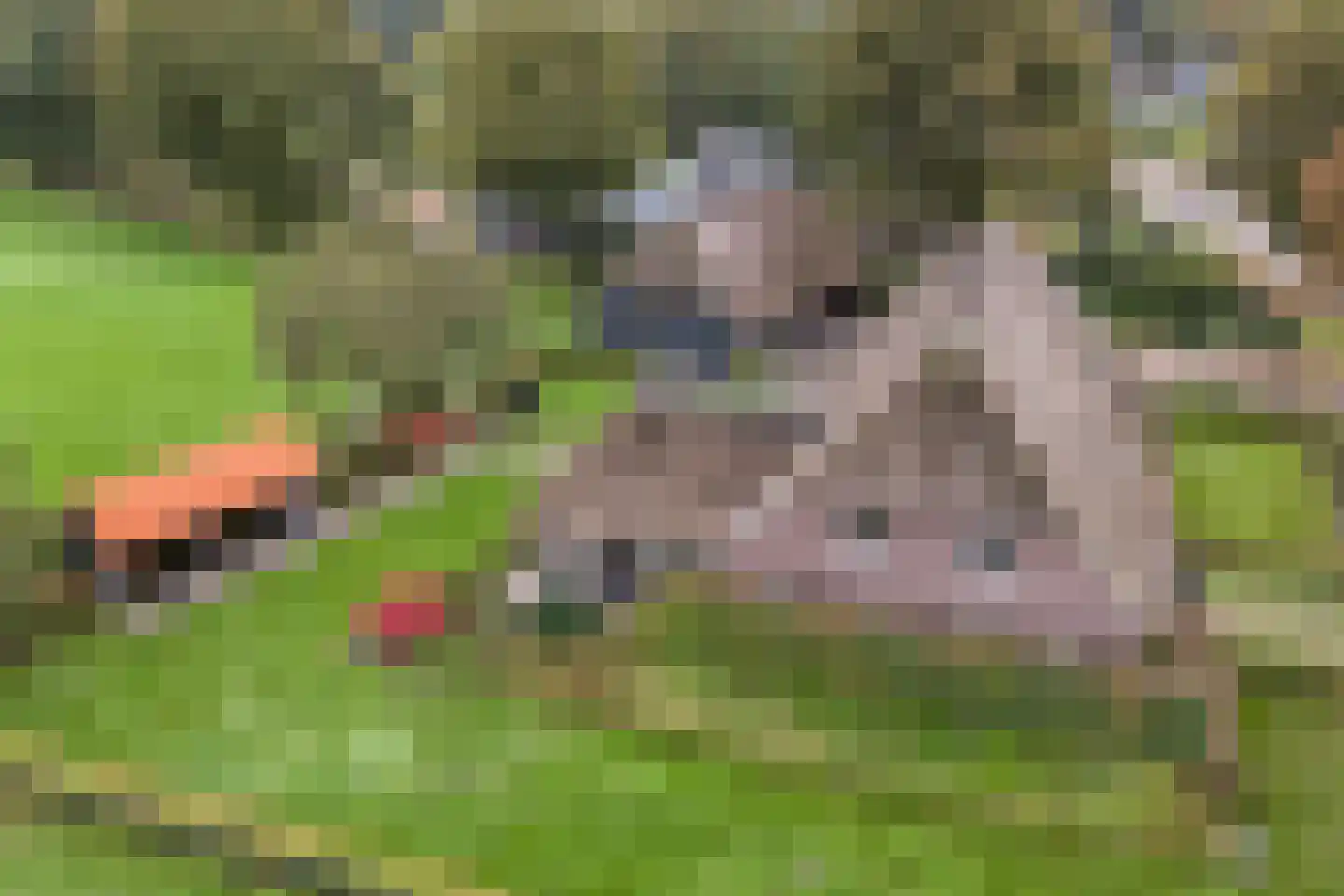 Anerveenseweg 11 Ane thumbnail 7