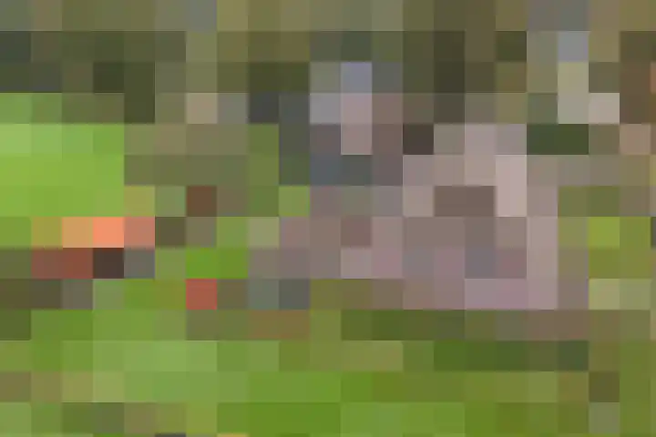 Anerveenseweg 11 Ane thumbnail 7