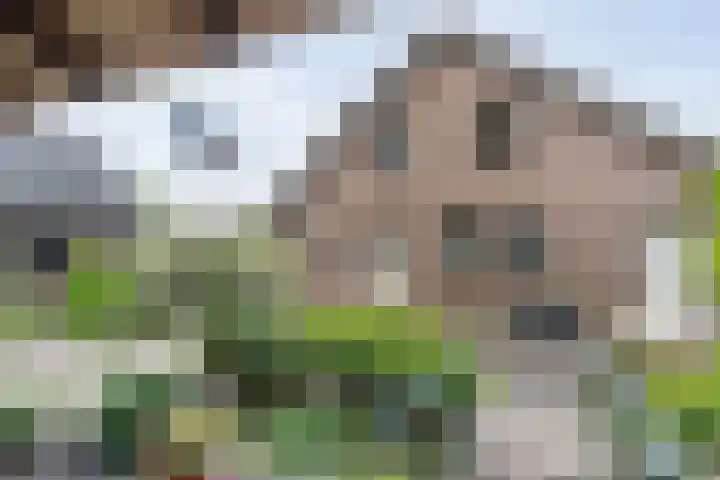 Anerweg-Noord 154 Lutten thumbnail 47